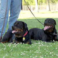 Albree Dog Training